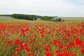 in flanders fields